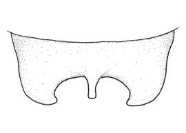   Anthidium psoraleae  male, diagram showing dorsal view of seventh tergum (T7), diagram from Gonzalez and Griswold 2013 
